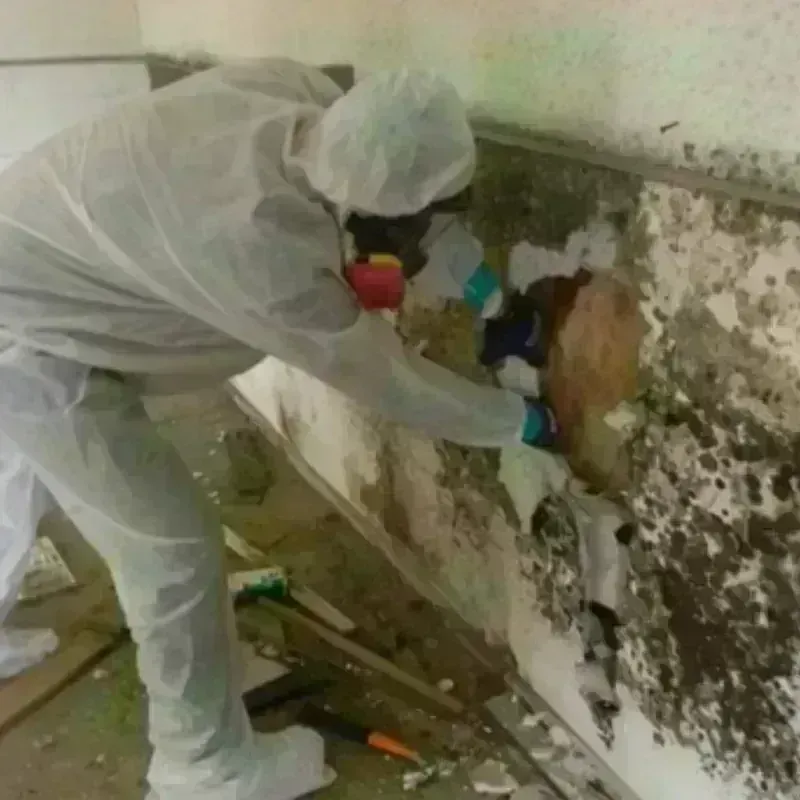 Mold Remediation and Removal in Ahwahnee, CA